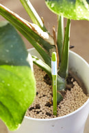 SUStee Plant Watering Indicator Size S Small Green Set of 5 Soil Monitor