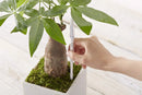 SUStee Plant Watering Indicator Size S Small Green Set of 5 Soil Monitor